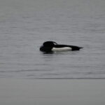 cropped-DSC00432.jpg