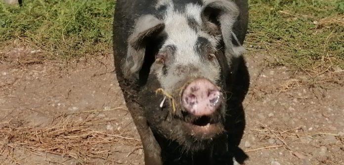 pig