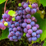 isorepublic-autumn-grapes-1